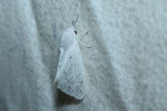 Spilosoma dubia