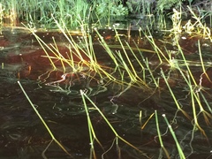 Eriocaulon aquaticum