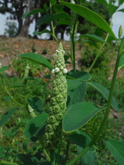 Sphenoclea zeylanica