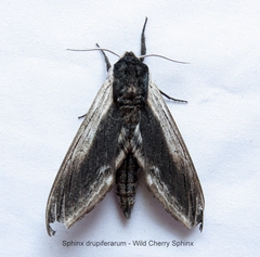 Sphinx drupiferarum