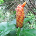 Indian Head Ginger - Photo (c) Dave Skinner, some rights reserved (CC BY-NC), uploaded by Dave Skinner