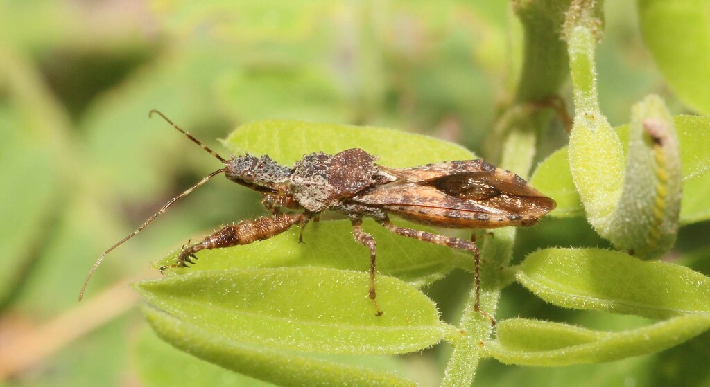 Assassin bug