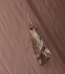 Evergestis triangulalis