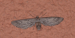 Glaucina interruptaria