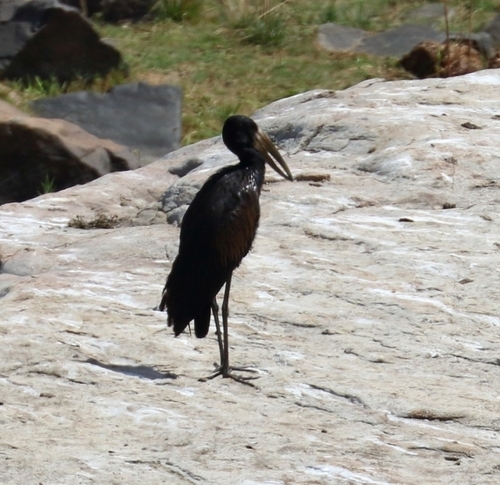 Picotenaza Africano (Anastomus lamelligerus)