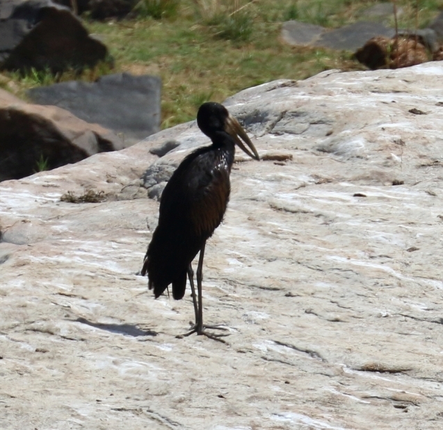 African Openbill illustration