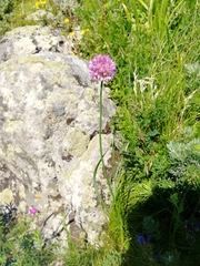 Allium strictum