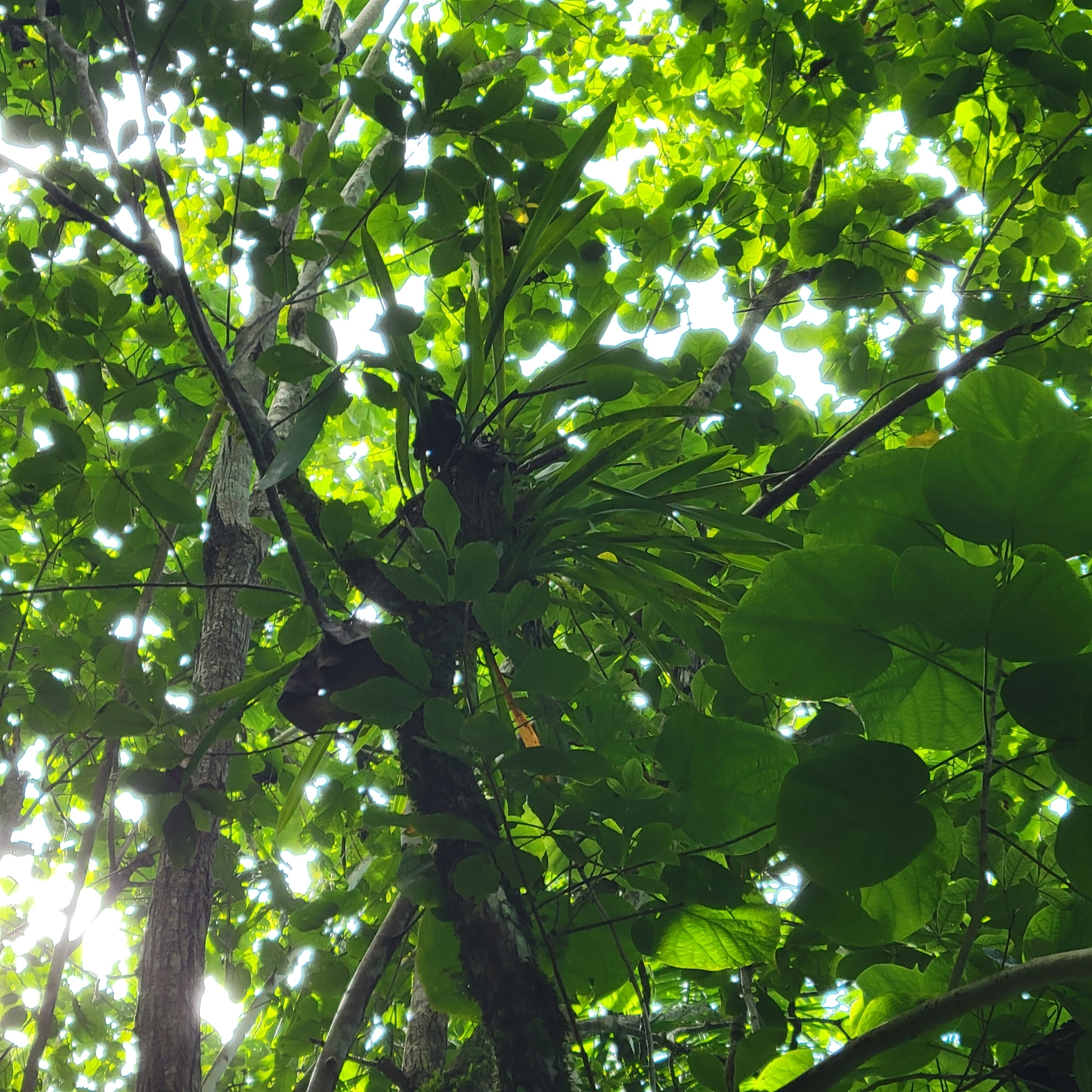 Imagem de Pingo d'ouro