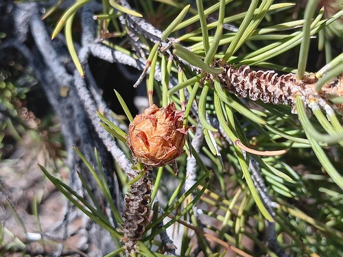 Image of Pinus californiarum by no rights reserved