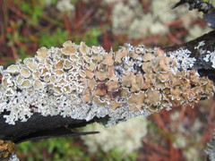 Imshaugia placorodia