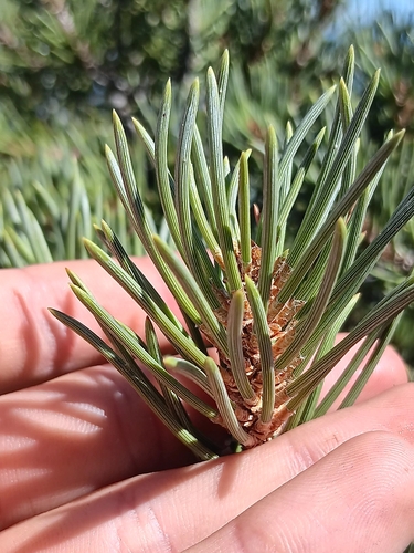 Image of Pinus californiarum by no rights reserved