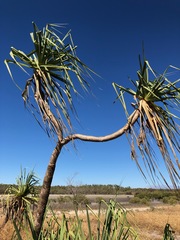 Pandanus spiralis