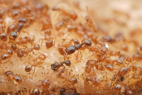 Tetramorium semilaeve