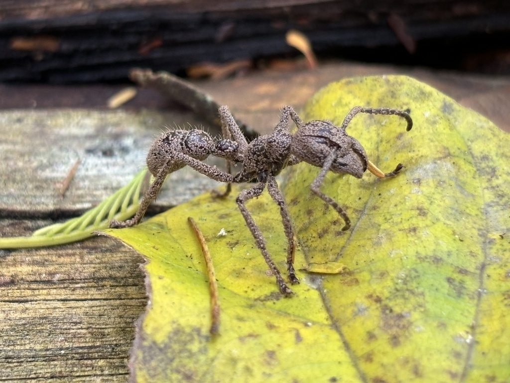 Bullet ant (Paraponera clavata)