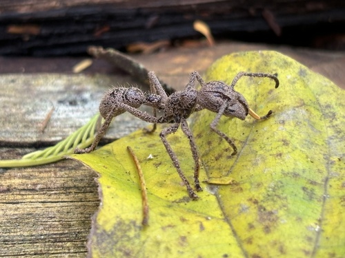 Photo of Bullet Ant (Paraponera clavata)
