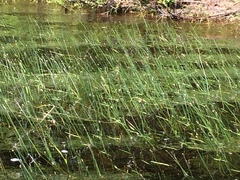 Eriocaulon aquaticum