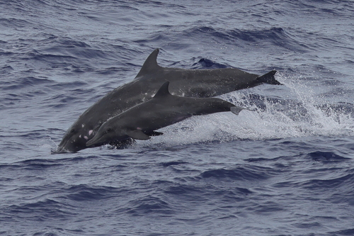 Photo of Rough-Toothed Dolphin (Steno bredanensis)
