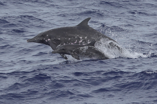Photo of Rough-Toothed Dolphin (Steno bredanensis)