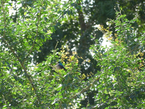 Purple-banded Sunbird (Cinnyris bifasciatus), photo 6