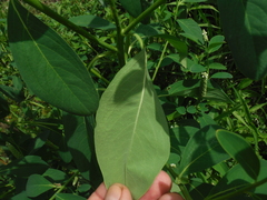 Sphenoclea zeylanica