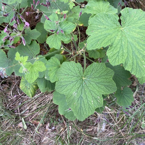 Pelargonium papilionaceum, photograph 4