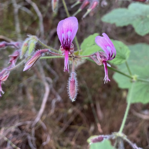 Pelargonium papilionaceum, photograph 5