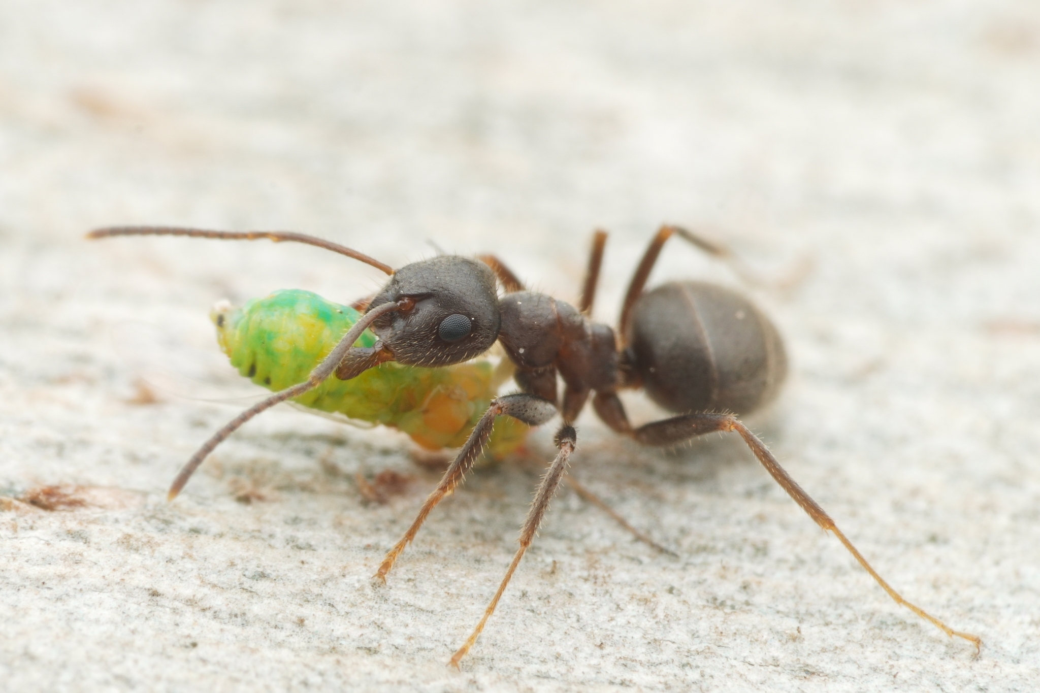 Lasius mauretanicus