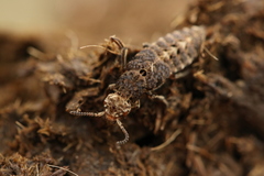 Dinothenarus pubescens