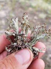 Cladonia cariosa