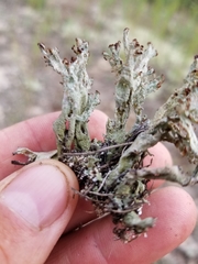 Cladonia cariosa