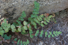 Pellaea bridgesii
