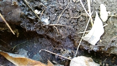 Uroctonites huachuca