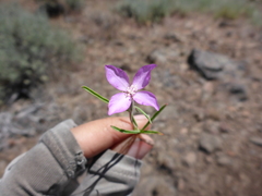 Clarkia lassenensis