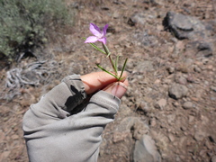 Clarkia lassenensis