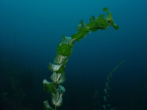 Perfoliate Pondweed