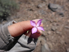 Clarkia lassenensis