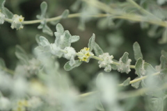 Buddleja scordioides