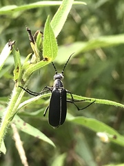 Epicauta cinerea-group