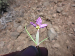 Clarkia lassenensis