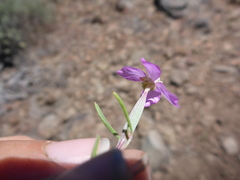 Clarkia lassenensis