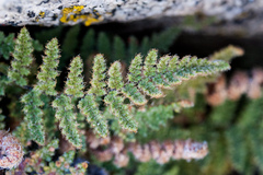 Myriopteris intertexta