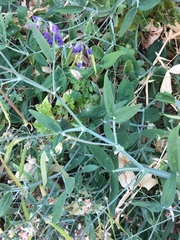 Lathyrus