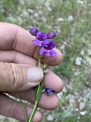 Penstemon neomexicanus