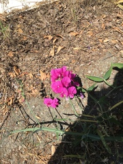 Lathyrus