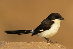 Long-Tailed Fiscal photo 3