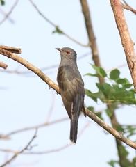 Grey-Bellied Cuckoo photo 3