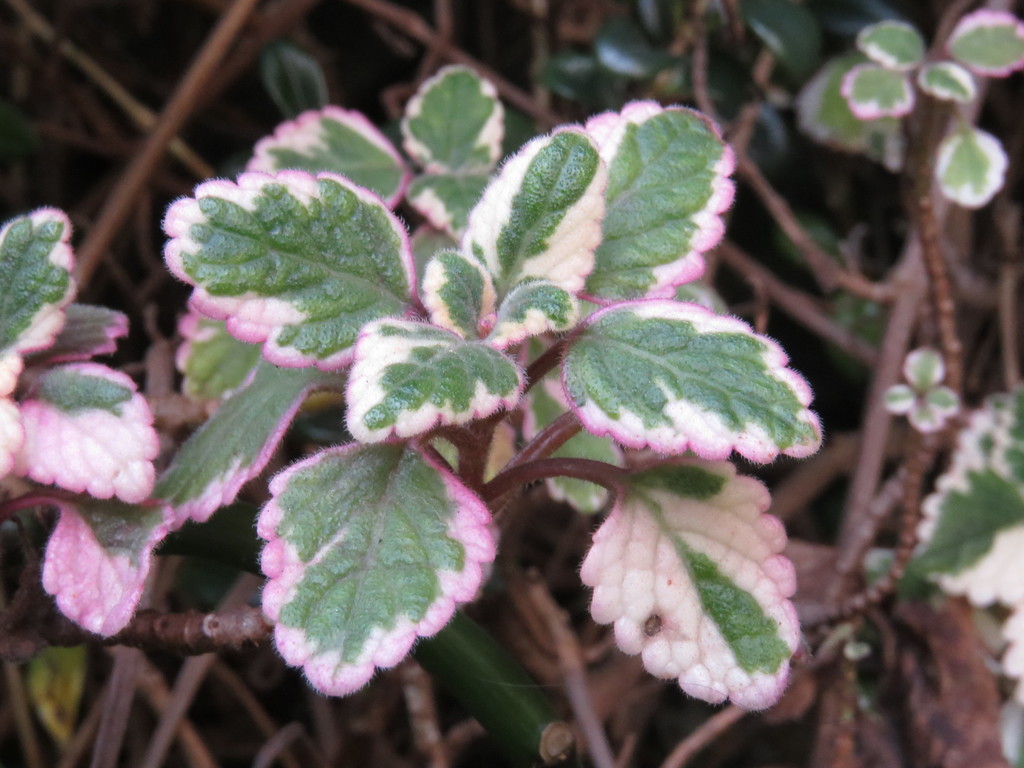 Plectranthus forsteri Benth.