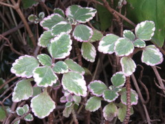 Coleus forsteri
