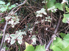 Coleus forsteri