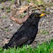 Eurasian Blackbird - Photo (c) Sandor Somkuti, some rights reserved (CC BY-SA)